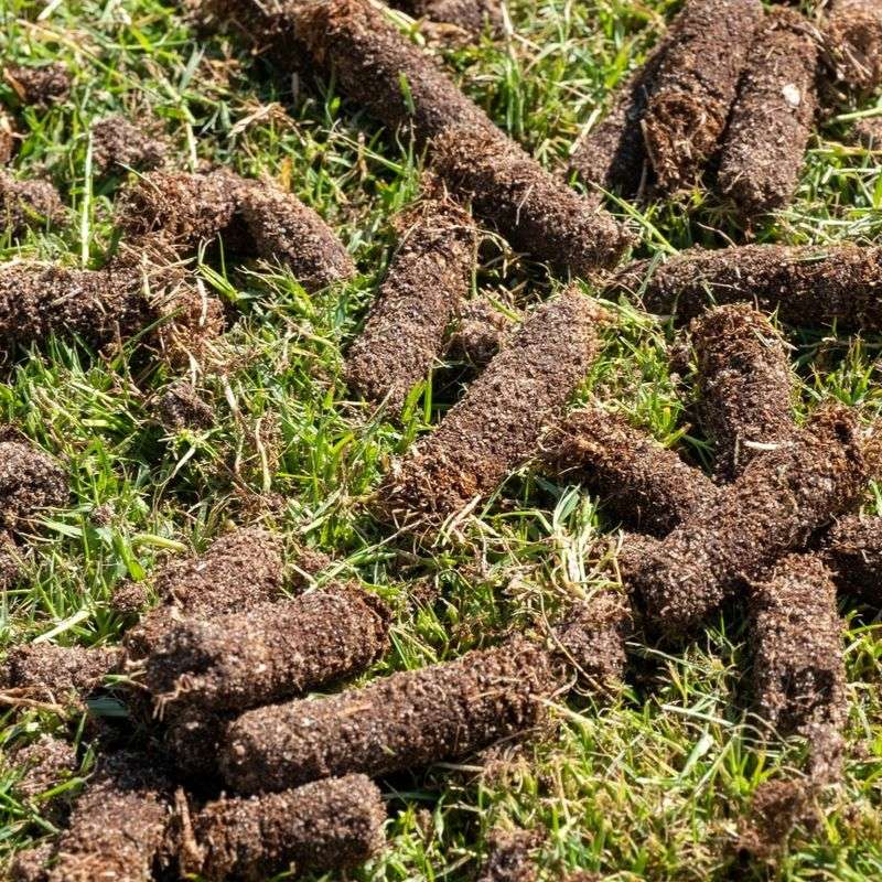 Watering Habits And Thick Thatch Roll Out The Welcome Mat