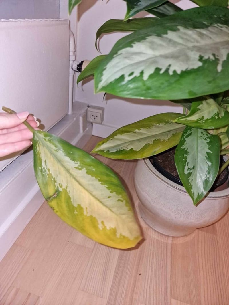 Watering Habits That Stopped Matching The Weather
