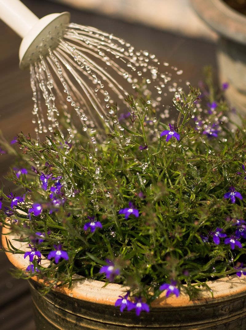 Watering Late In The Evening