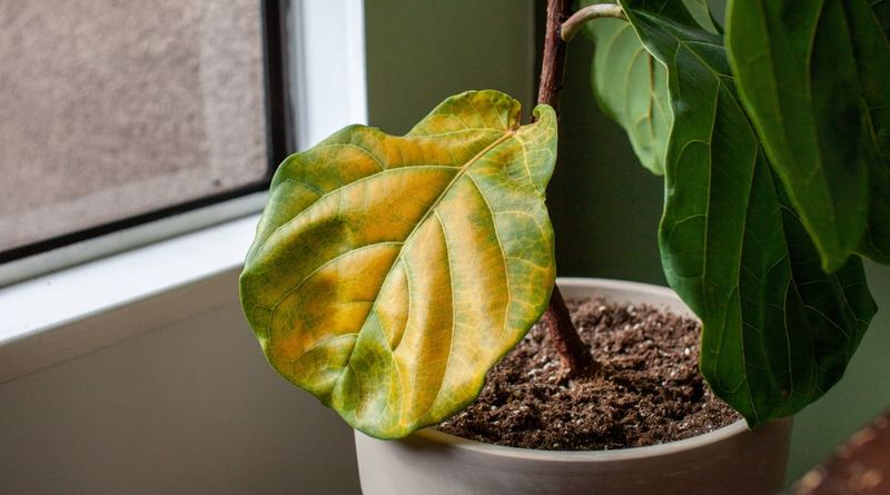 Watering Needs Drop Indoors Watering Needs Drop Indoors