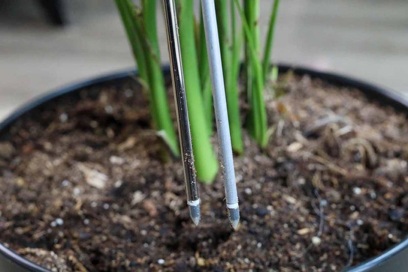 Watering Needs Often Change After Plants Come Indoors