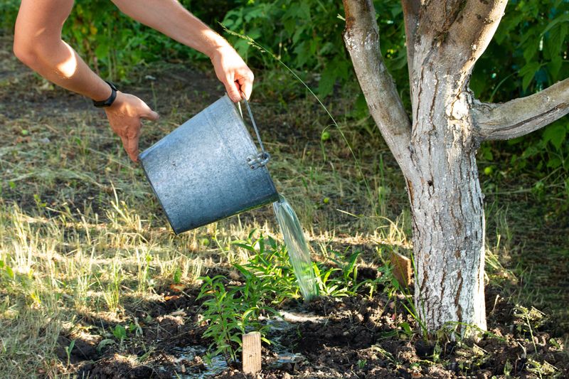 Watering Rules Change In Autumn Watering Rules Change In Autumn