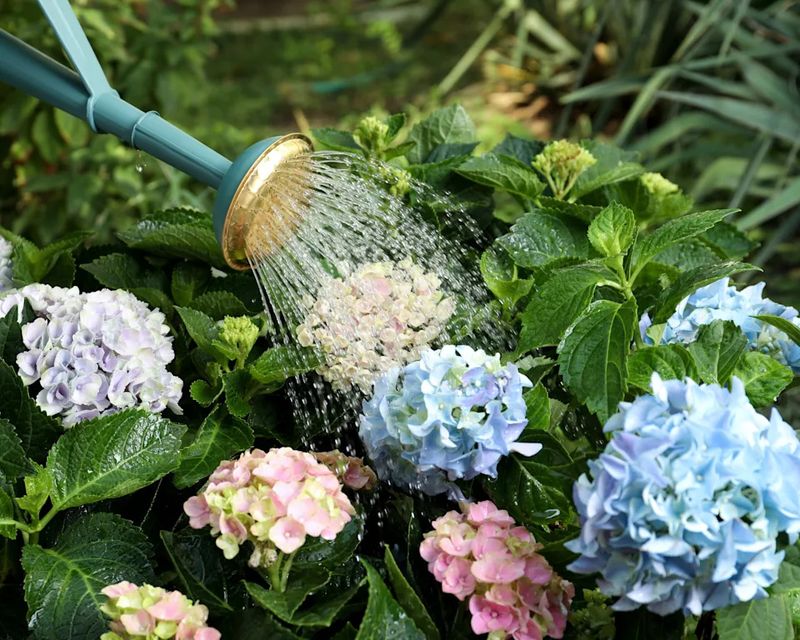 Watering Still Matters More Than Feeding Watering Still Matters More Than Feeding