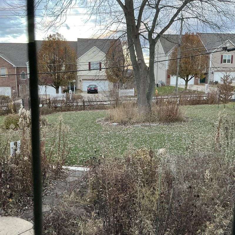 Watering Still Matters Until Rain Arrives