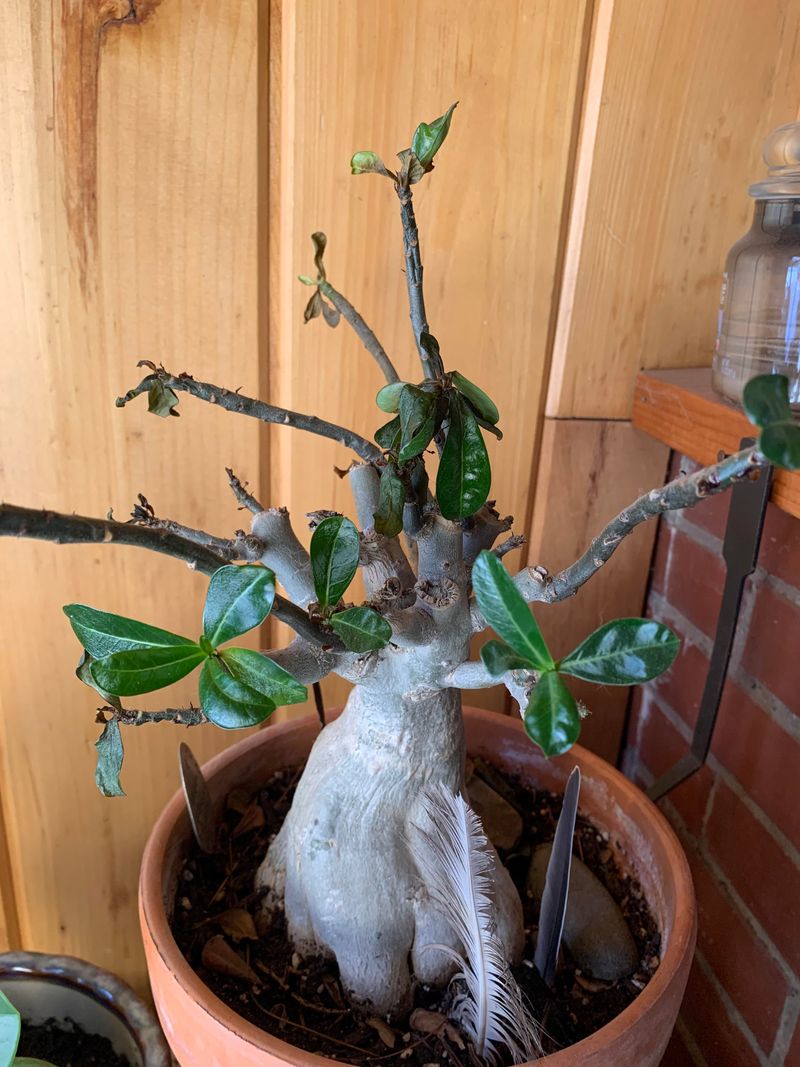 Watering Too Much At The Wrong Time Watering Too Much At The Wrong Time