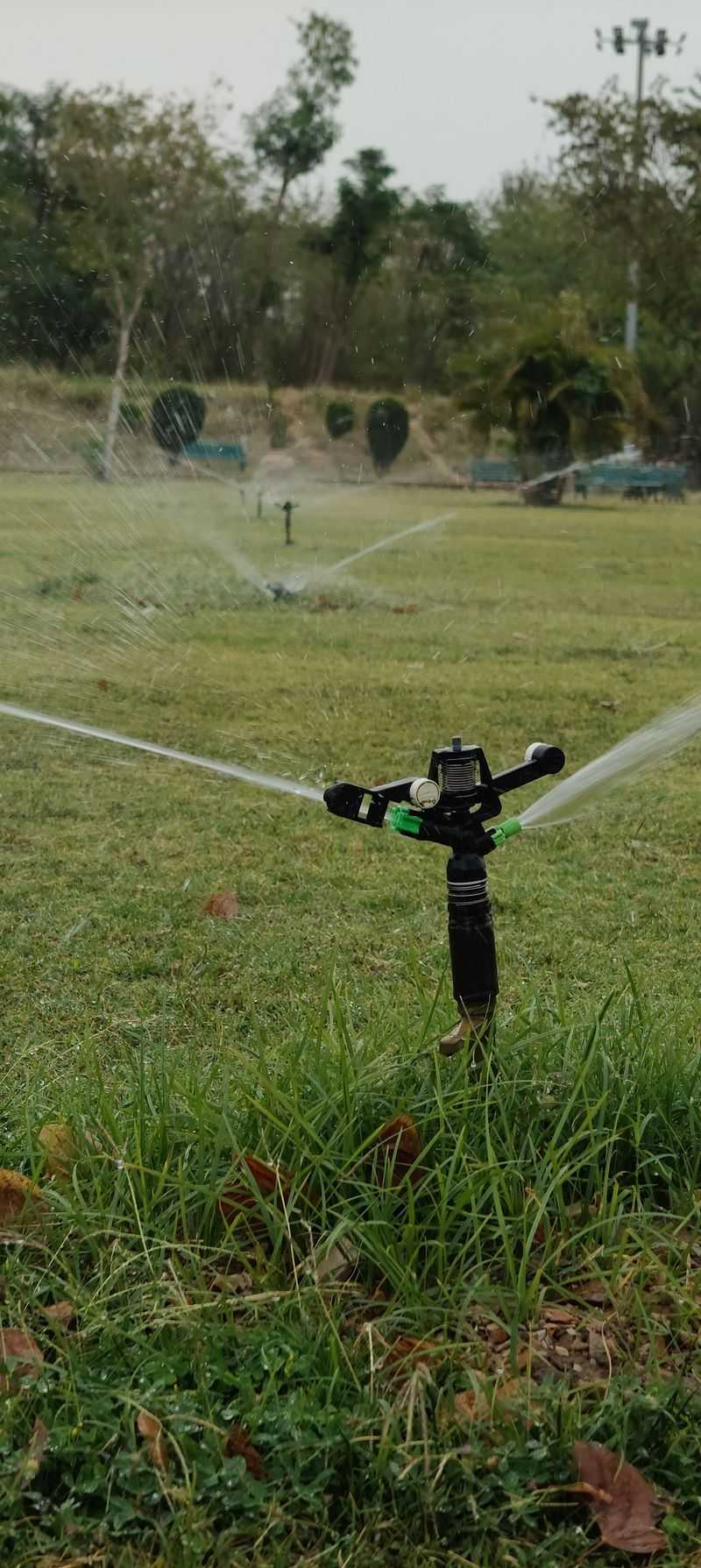 Watering Turns Granules Into Groceries Watering Turns Granules Into Groceries