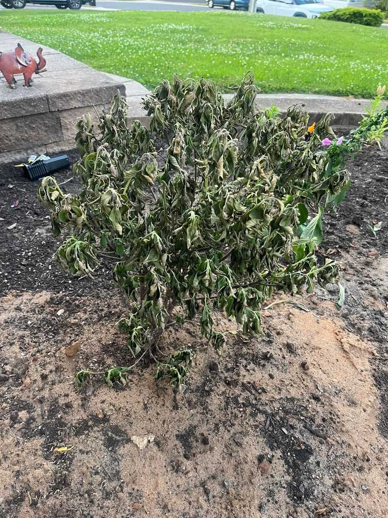 Waterlogged Roots Begin Losing The Oxygen They Need