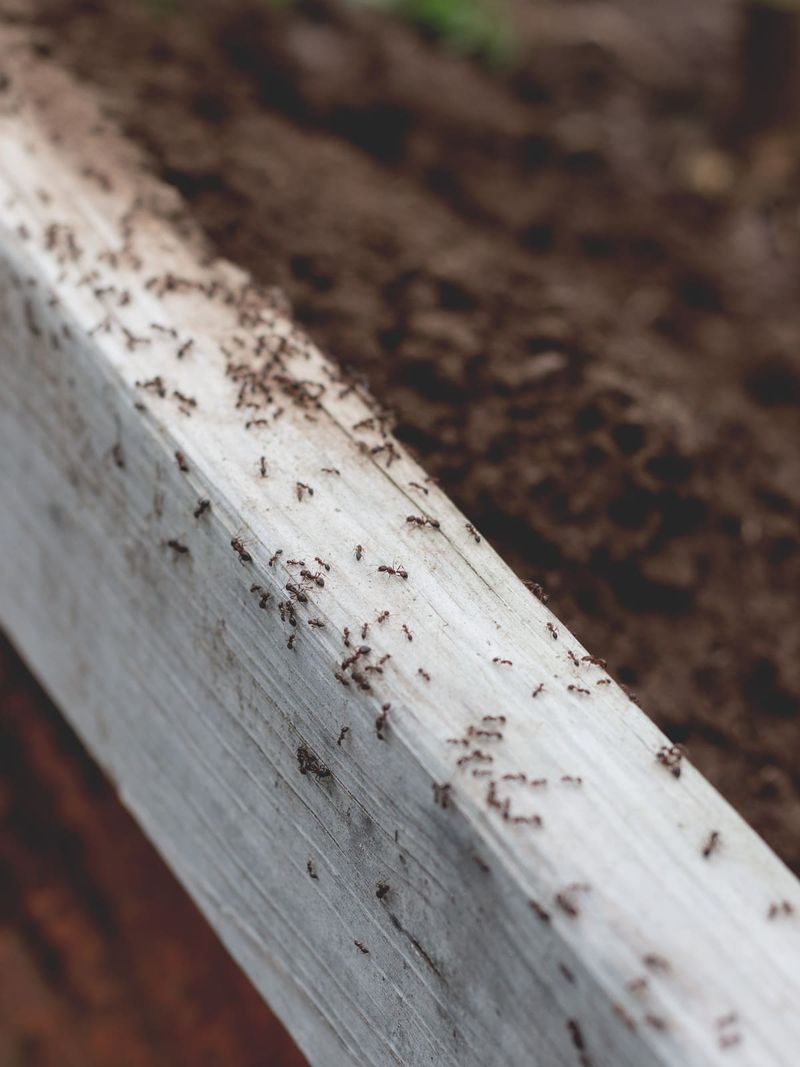 Waterlogged Yards Push Ants Toward Your Porch
