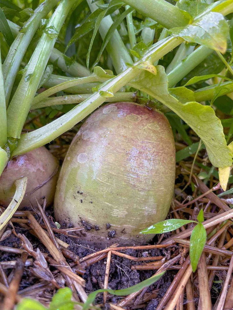 Watermelon Radishes Develop Their Best Roots In Cooler Weather Watermelon Radishes Develop Their Best Roots In Cooler Weather