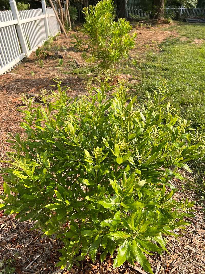 Wax Myrtle Brings Evergreen Screening To Yards Wax Myrtle Brings Evergreen Screening To Yards