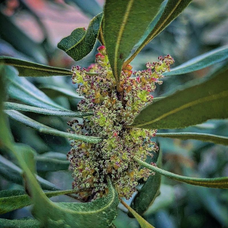 Wax Myrtle Creates Coastal Evergreen Cover Wax Myrtle Creates Coastal Evergreen Cover