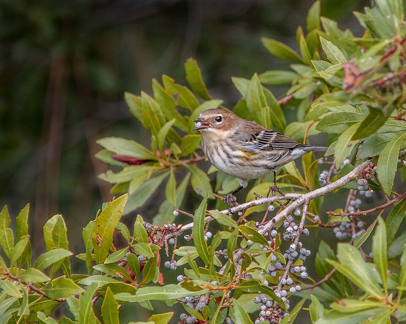 Wax Myrtle Creates Insect-Rich Foliage