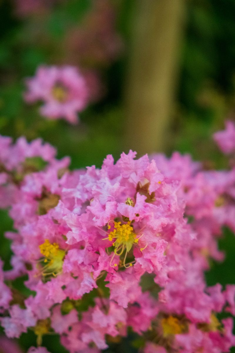 Wax Myrtle For A Speedy Evergreen Screen Wax Myrtle For A Speedy Evergreen Screen