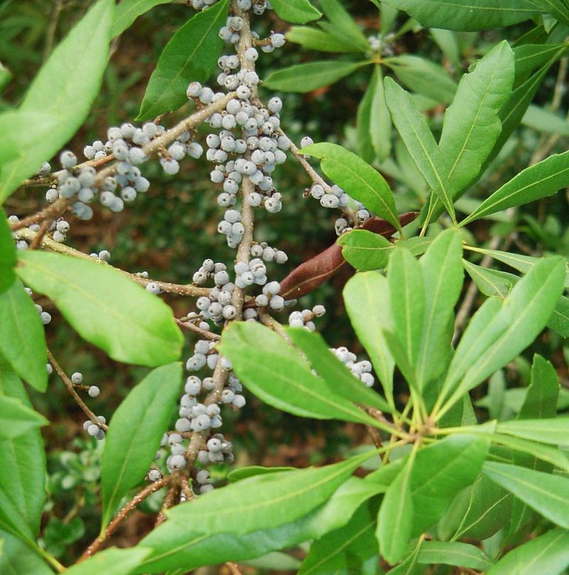 Wax Myrtle Provides Berries And Year-Round Protection