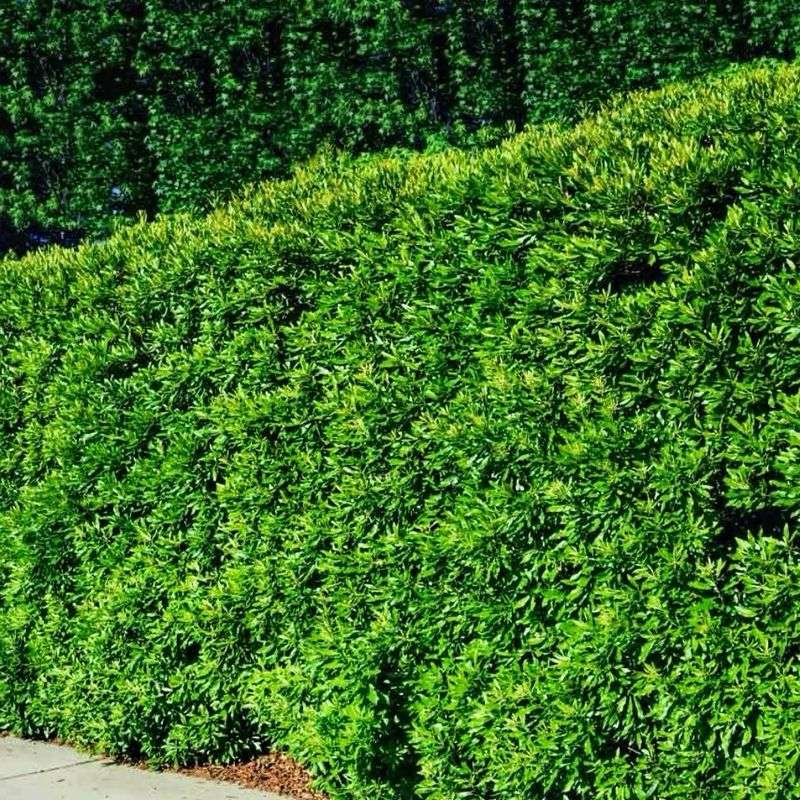 Wax Myrtle Quick Fragrant Screens Wax Myrtle Quick Fragrant Screens