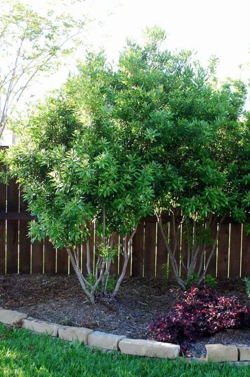 Wax Myrtle Works Well For Larger Informal Screens Wax Myrtle Works Well For Larger Informal Screens