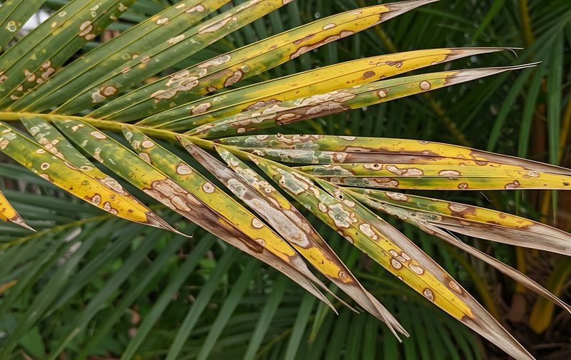 Weakened Palms Attract Pests And Disease