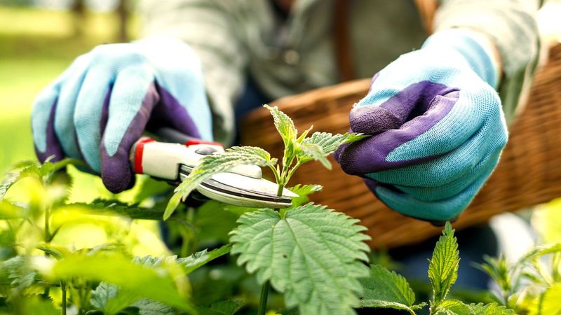 Wear Protection Before You Start Pruning
