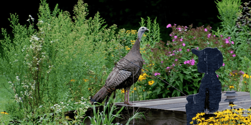 Weather Changes Are Pushing Birds Closer Weather Changes Are Pushing Birds Closer