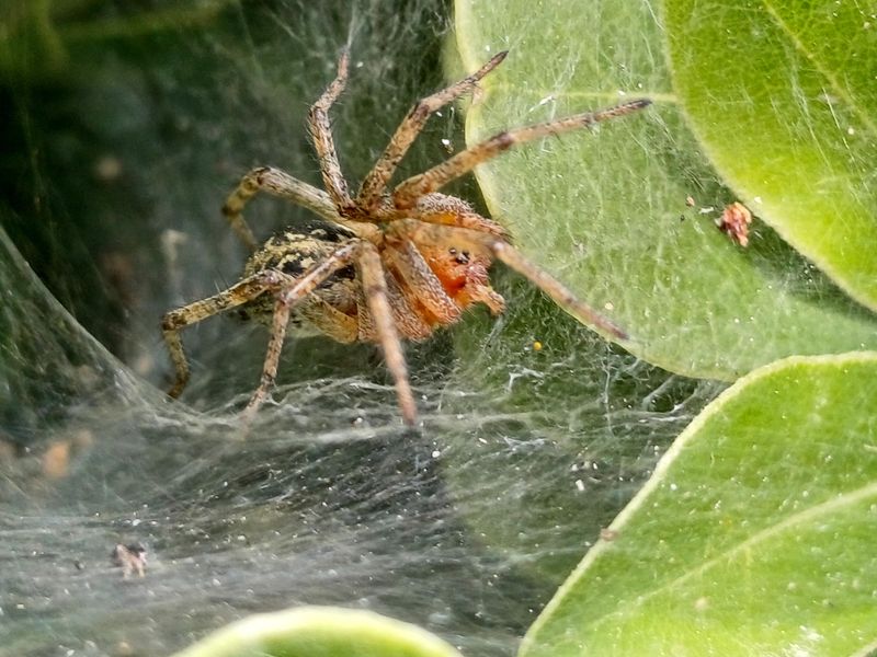 Web shape and location help separate Arizona spider types
