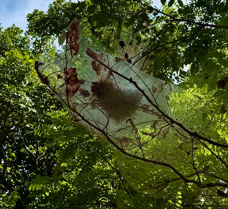 Webs Can Spread Across Several Nearby Twigs