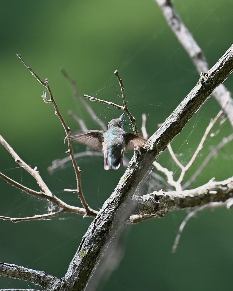 Webs Feed Birds And Other Wildlife Webs Feed Birds And Other Wildlife