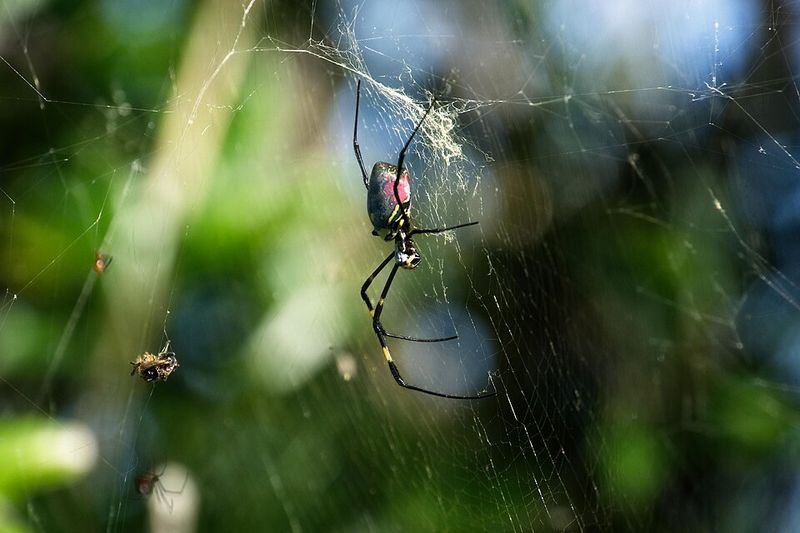 Webs That Span Six To Ten Feet Webs That Span Six To Ten Feet