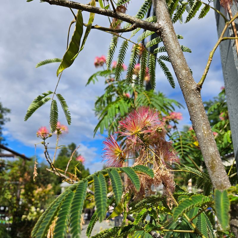 Webworms Can Quickly Take Over The Canopy