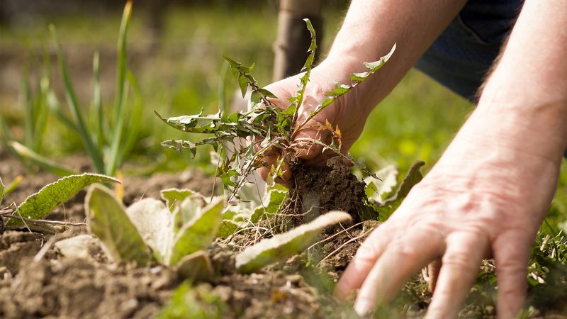 Weed Control Before They Spread