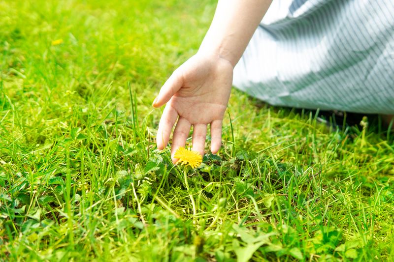 Weeds Are Easier To Handle Now