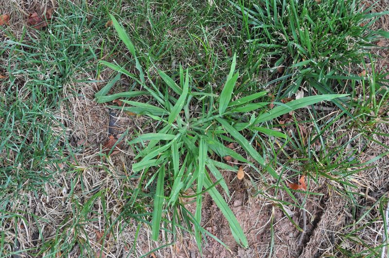 Weeds Crash The Party And Steal Space Weeds Crash The Party And Steal Space