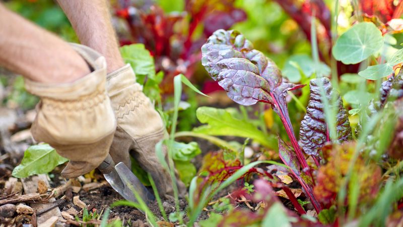 Weeds Get Harder To Manage Once Fall Arrives
