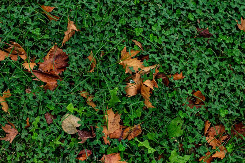 Weeds Making Their Autumn Move