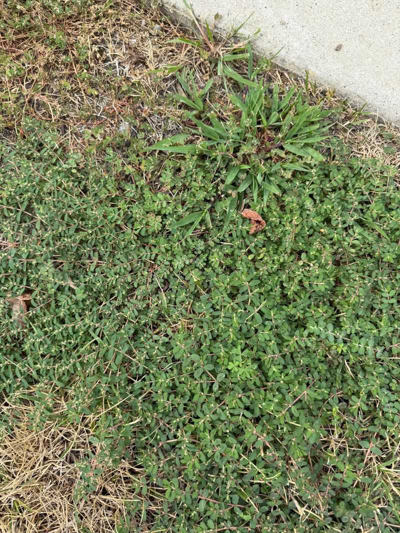 Weeds Take Over Faster Than Anything Else