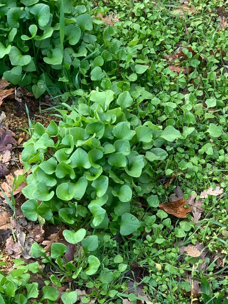 Weeds Wake Up Fast When The Rain Starts Weeds Wake Up Fast When The Rain Starts