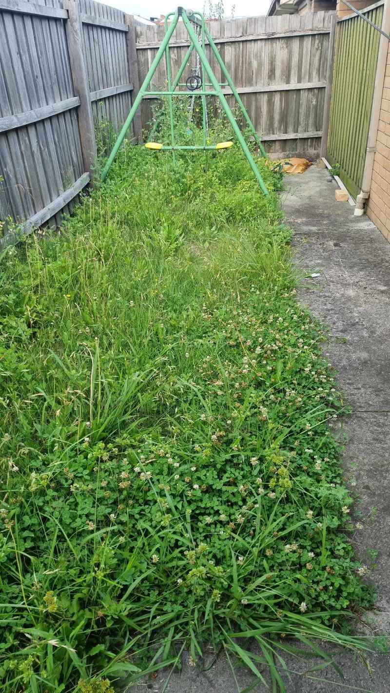 Weedy Areas and Overgrown Grass