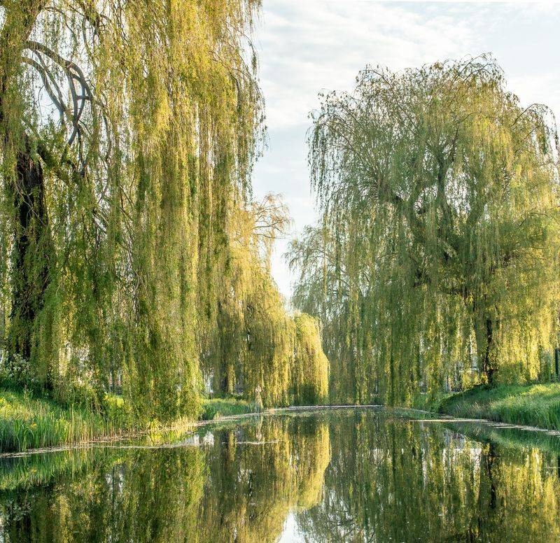 Weeping Willow Causes A Plumbing Problem