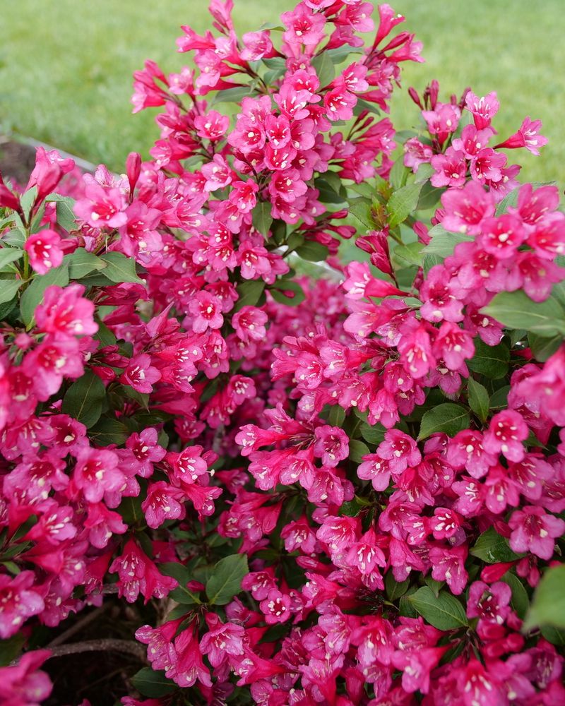 Weigela Weigela