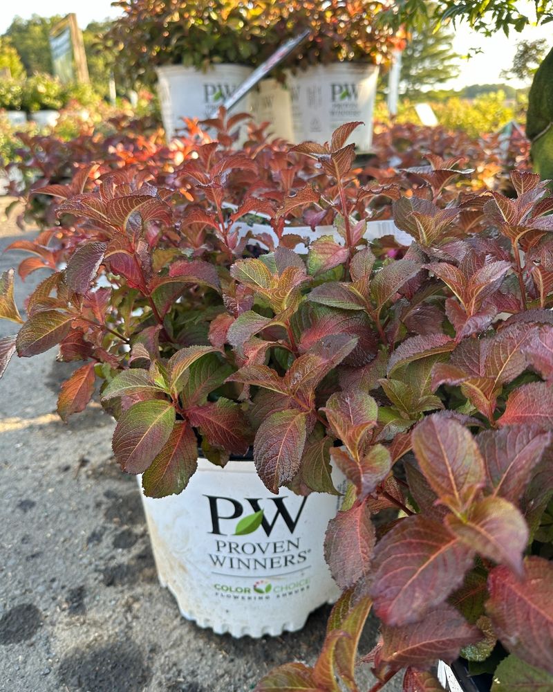 Weigela Weigela