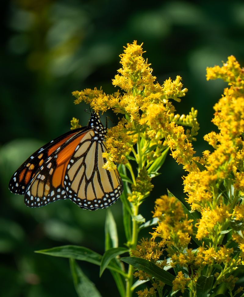 Welcome Bees And Butterflies With Late Season Nectar