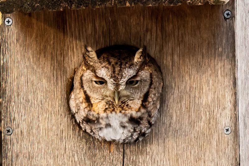 Welcome Owls, but Measure Success by Responsible Stewardship