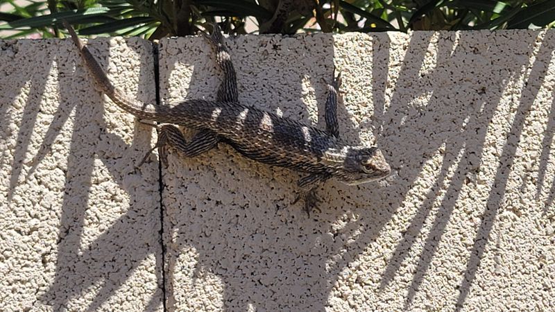 Welcome the Lizard Without Expecting Pest Elimination