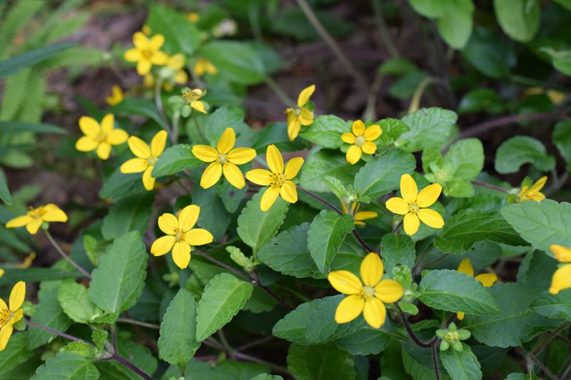 Well Drained Soil Helps The Plants Spread And Settle In