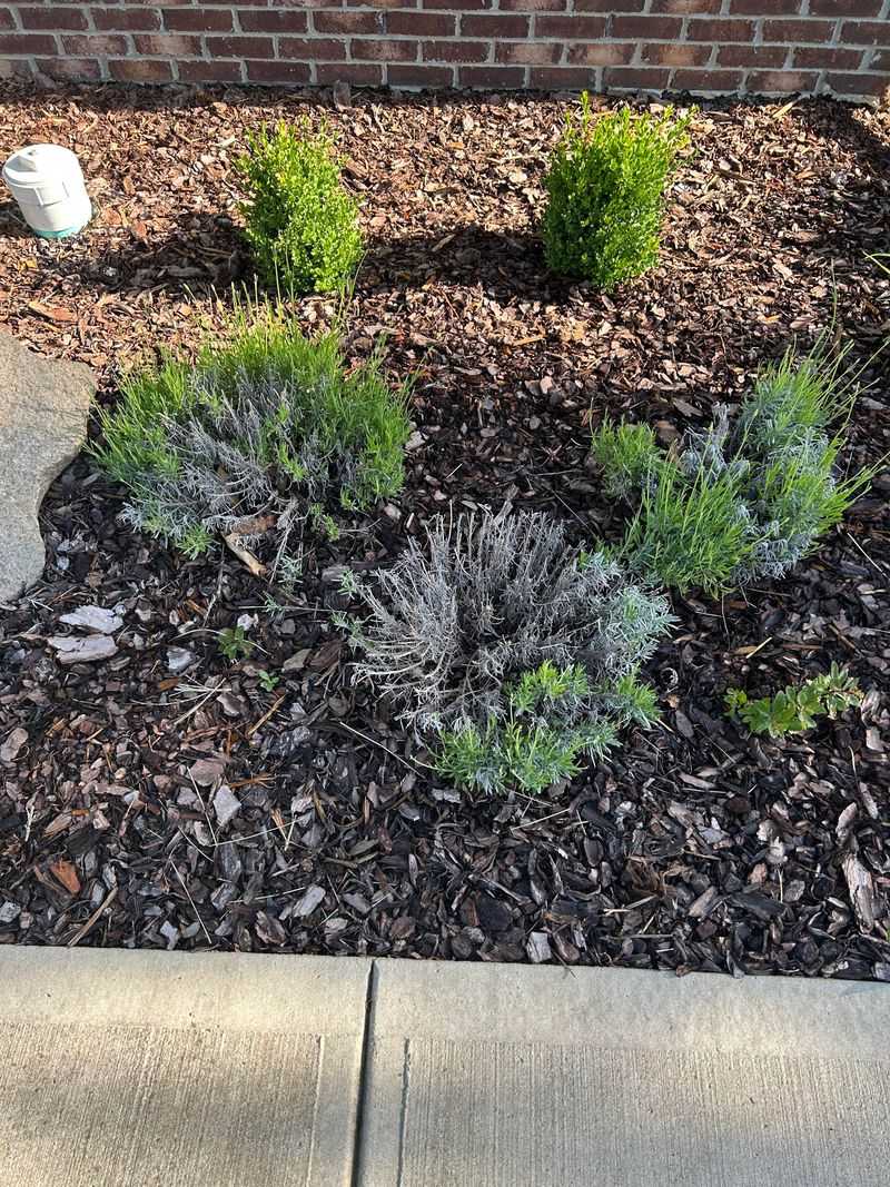 Well Drained Soil Reduces Stress Related Legginess