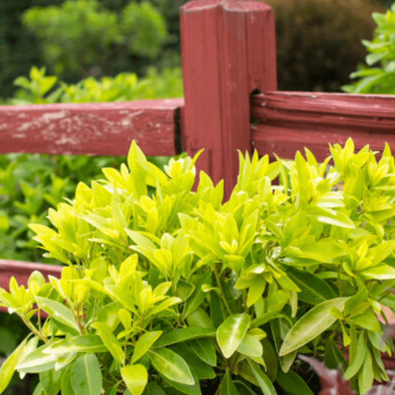 Well-Drained Soil Still Needs Consistent Moisture