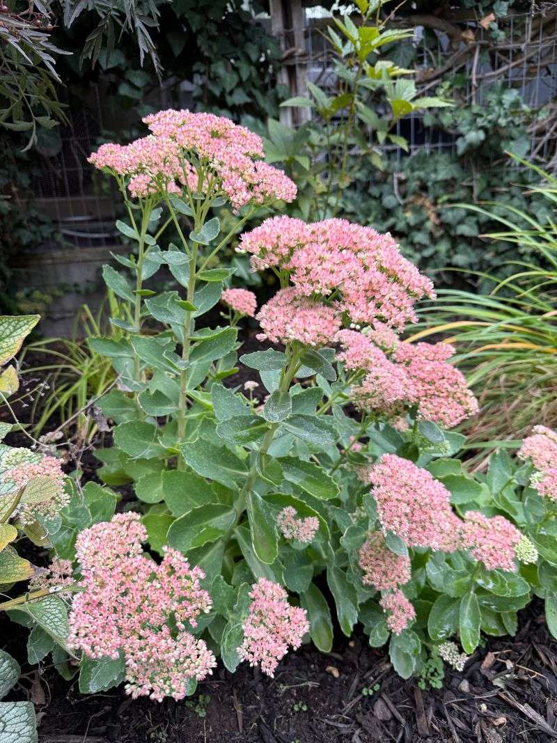 Well-Meant Care That Works Against Sedums Well-Meant Care That Works Against Sedums