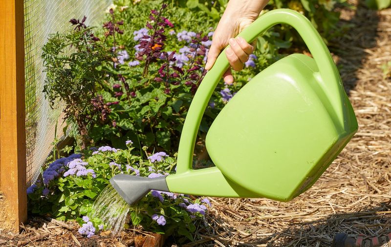 Well-Watered Plants Handle Cold Better Well-Watered Plants Handle Cold Better
