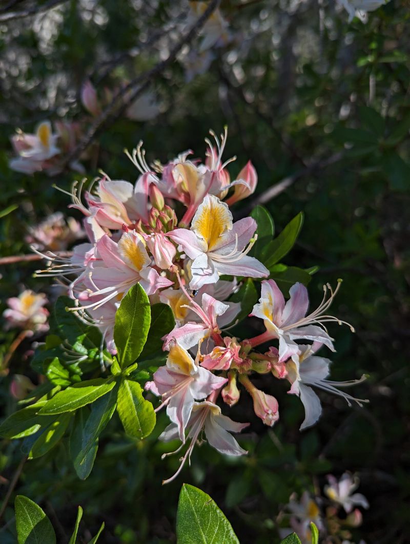 Western Azalea Needs Extra Time To Adapt Before Hot Weather