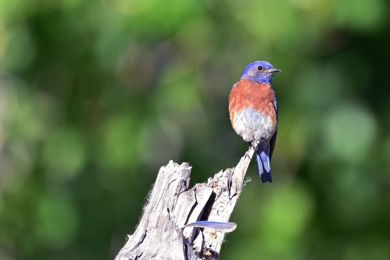 Western Bluebirds Appreciate Open Feeding Areas