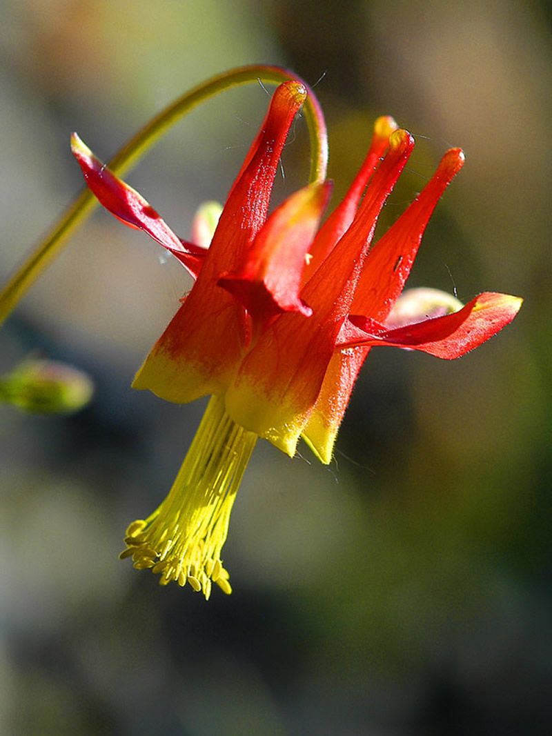 Western Columbine (Aquilegia formosa) Western Columbine (Aquilegia formosa)